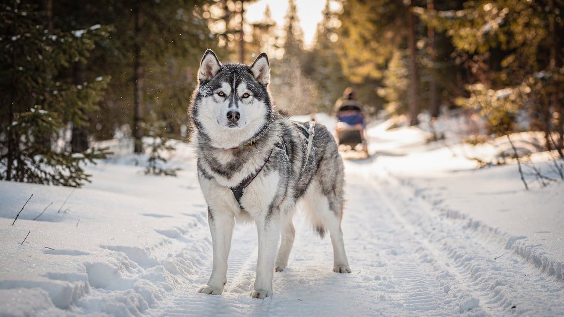 Alaskan Malamute - vet costs and insurance