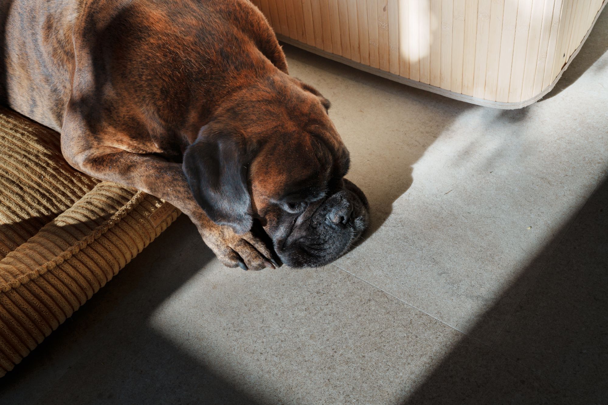 Boxer Alf asleep with his head on the floor