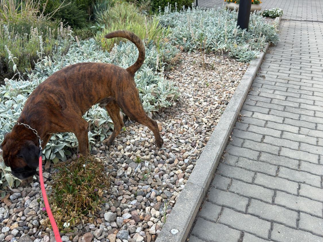 Alf on a red leash in a flower bed outside the clinic entrance
