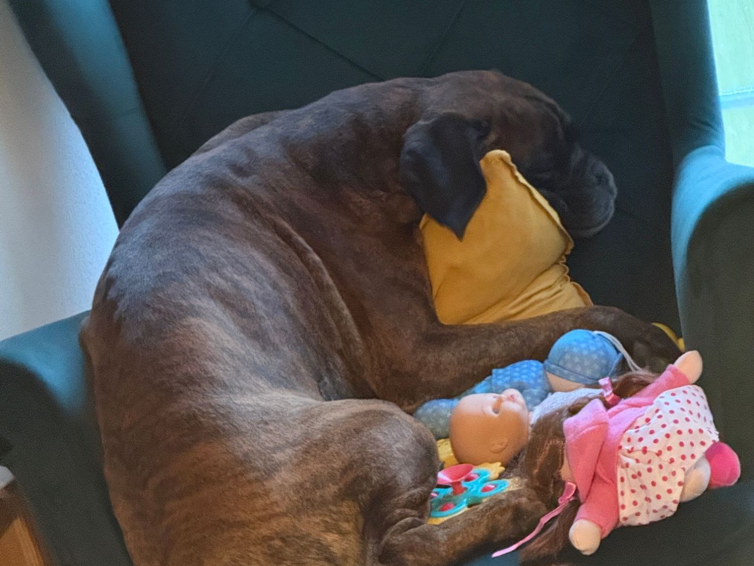Alf curled up in a green armchair among children's dolls