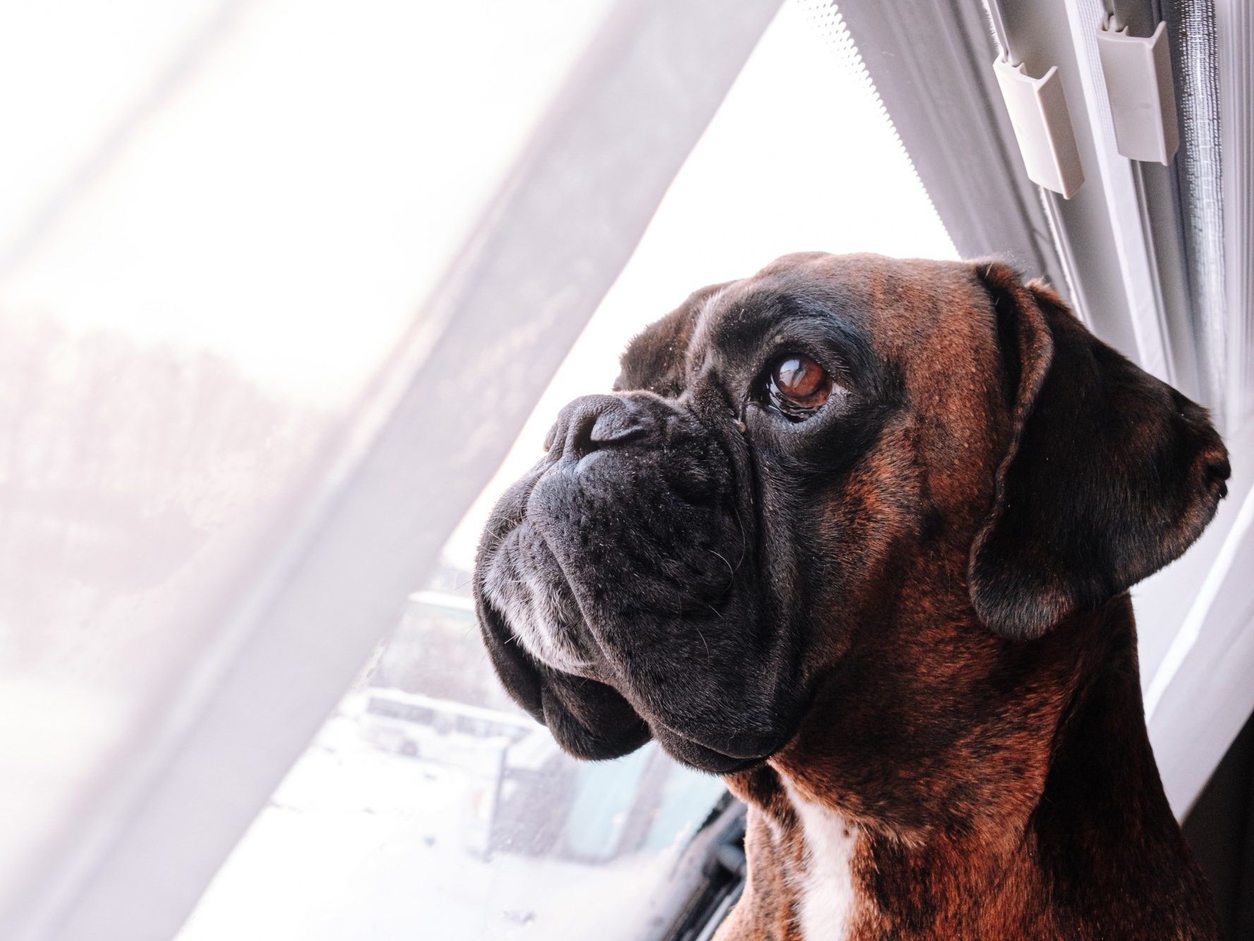 Alf in profile, looking out of a window into winter light