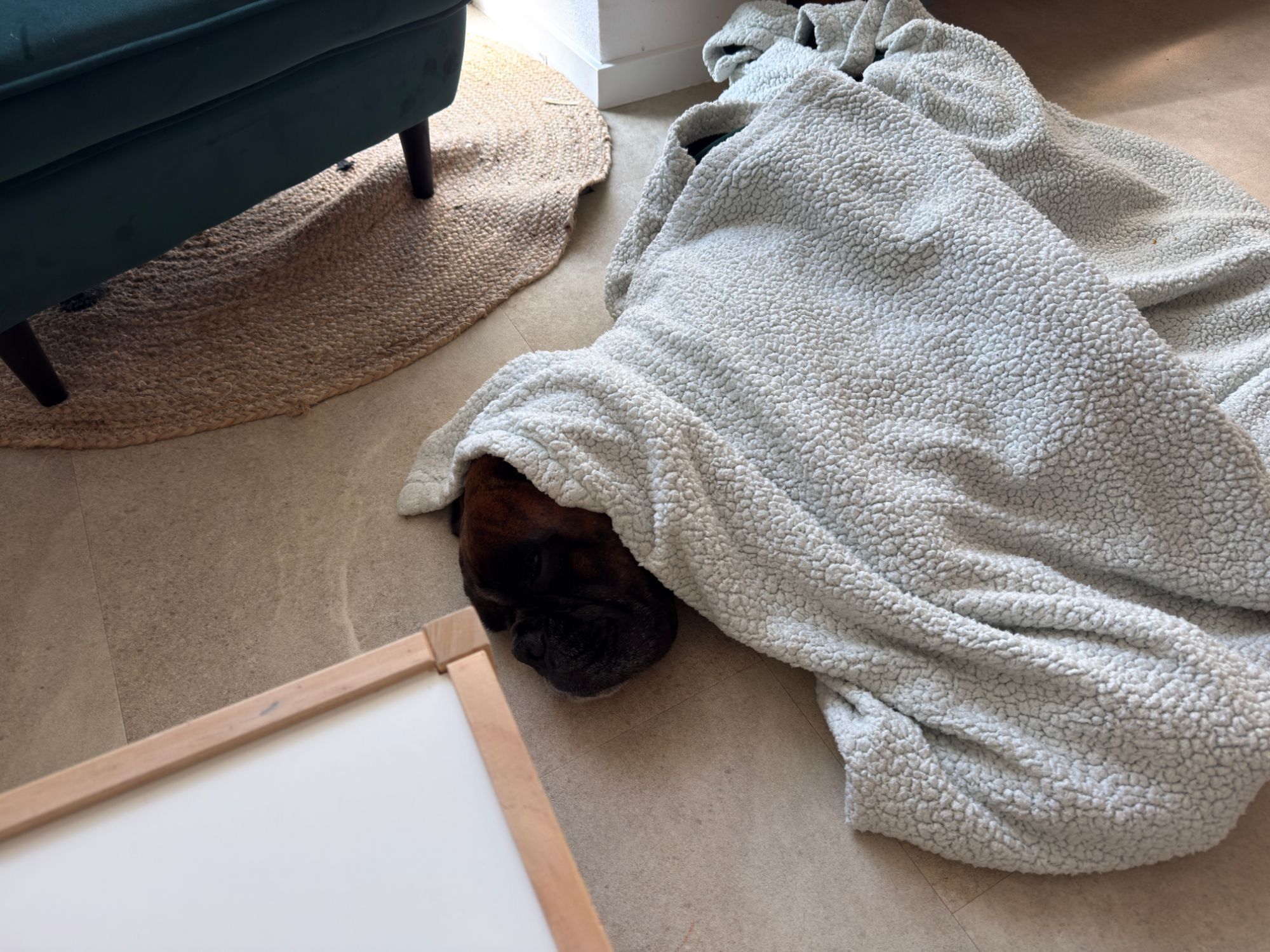 Alf lying on the floor under a light blanket, only his head showing