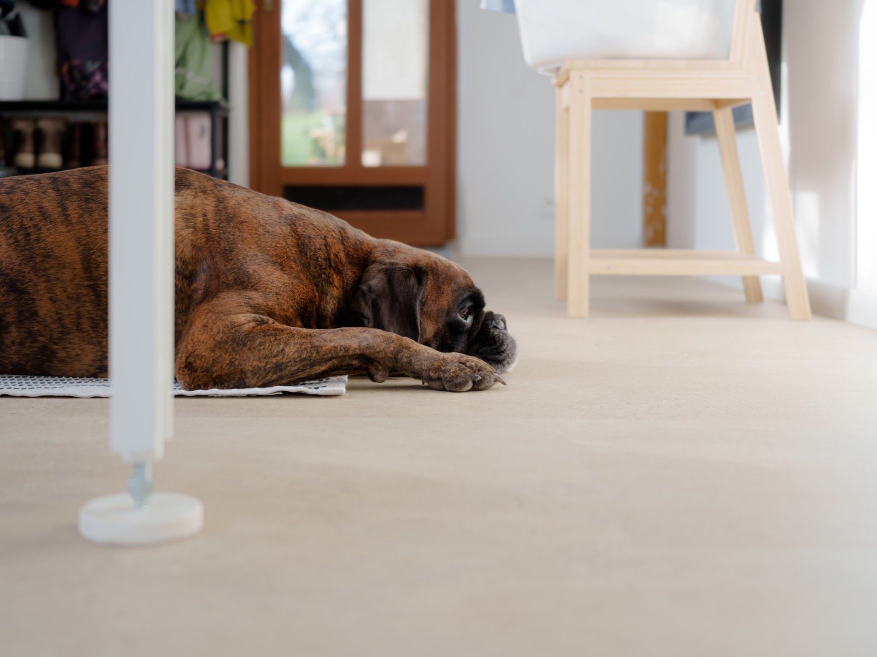 Alf lying on the floor with his head on his paws, seen from floor level