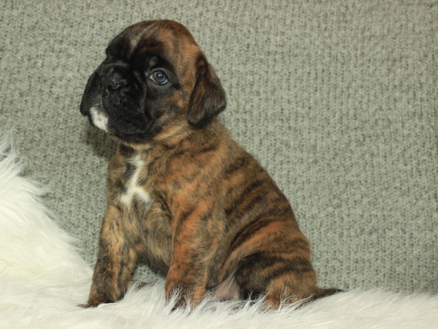 Alf as a puppy on a white fur rug