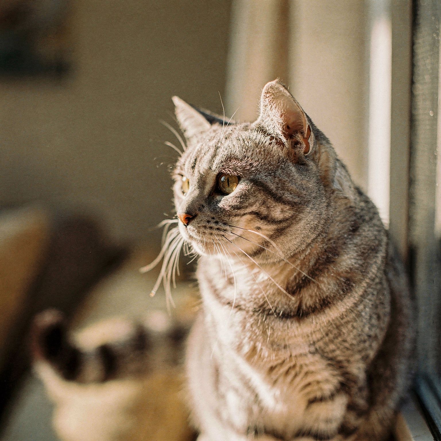 American Shorthair