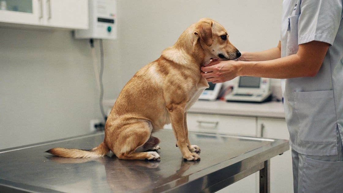 Anal Gland Disease - vet costs and insurance