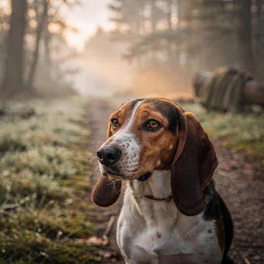 Anglo French Hound De Petite Venerie