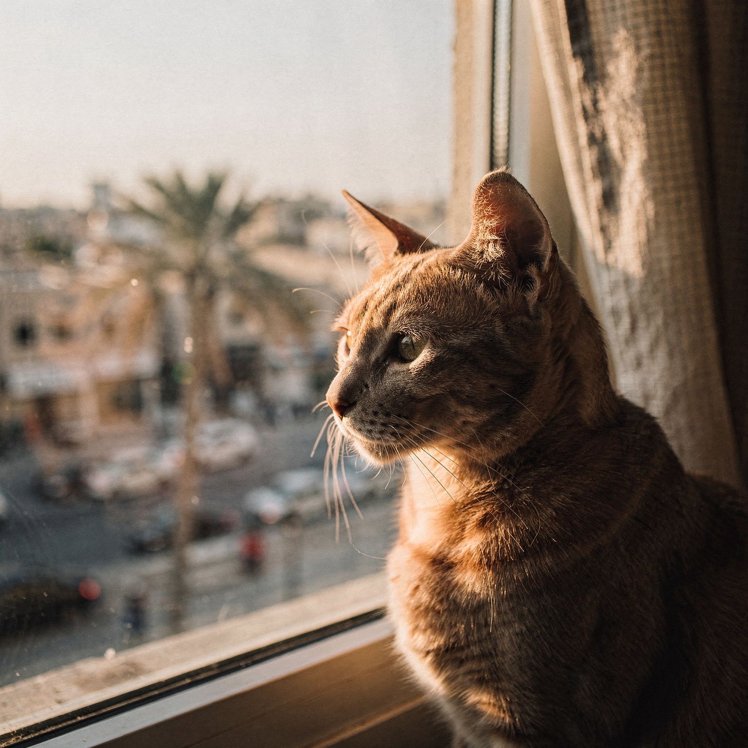 Arabian Mau