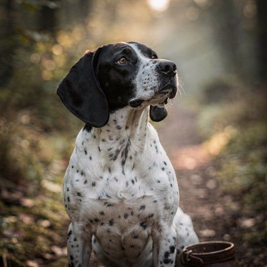Ariegeois Short Haired Pointer