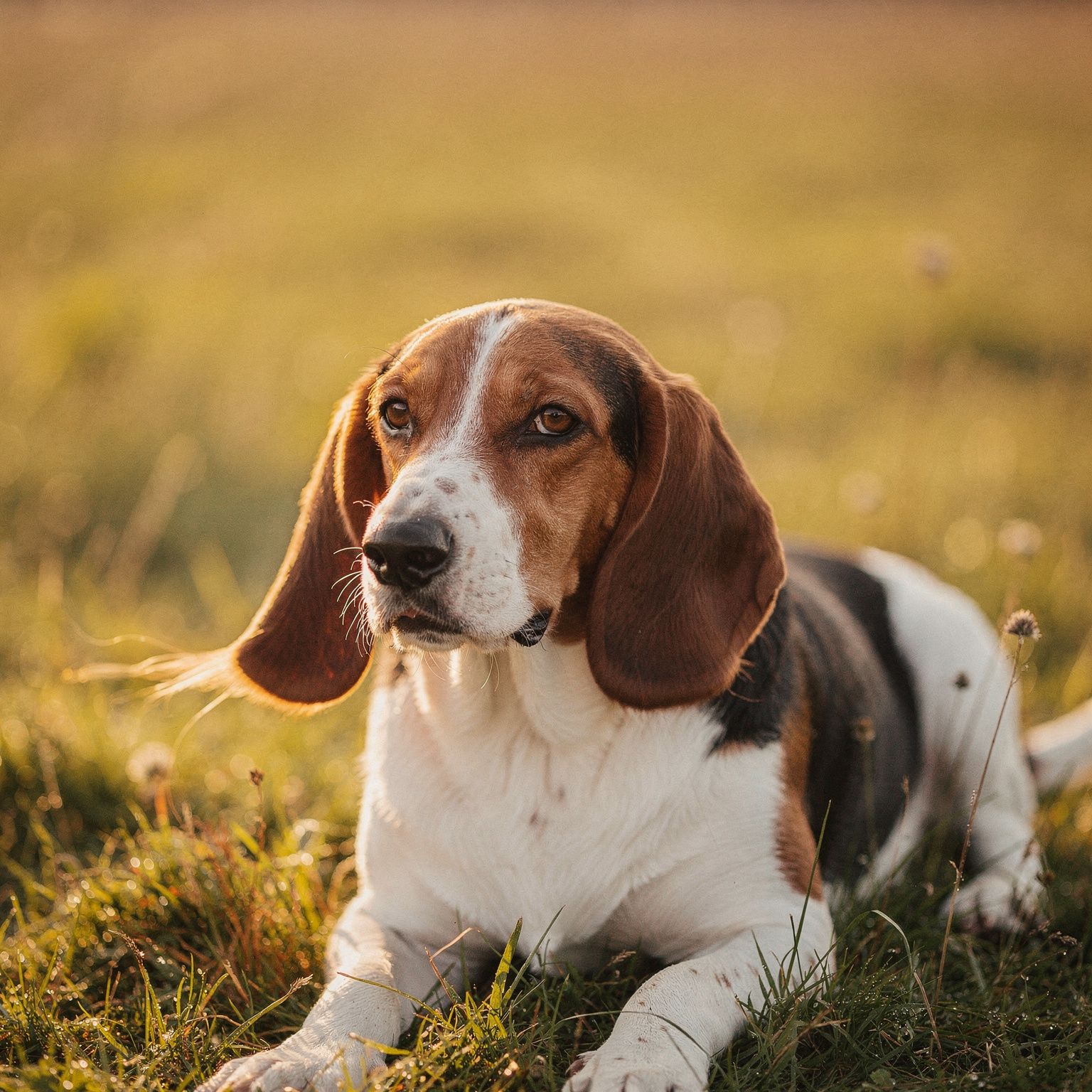 Artois Basset