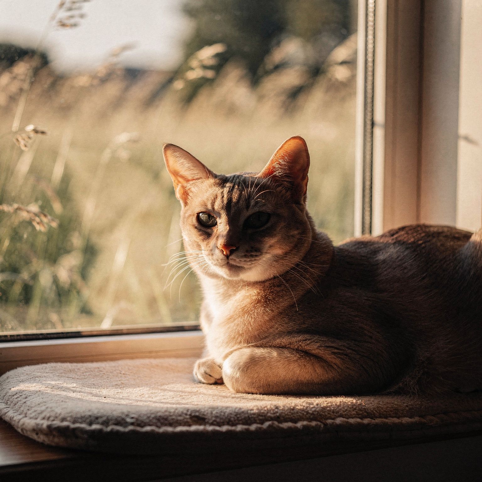 Asian Cat