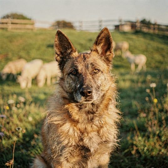 Belgian Shepherd Laekenois