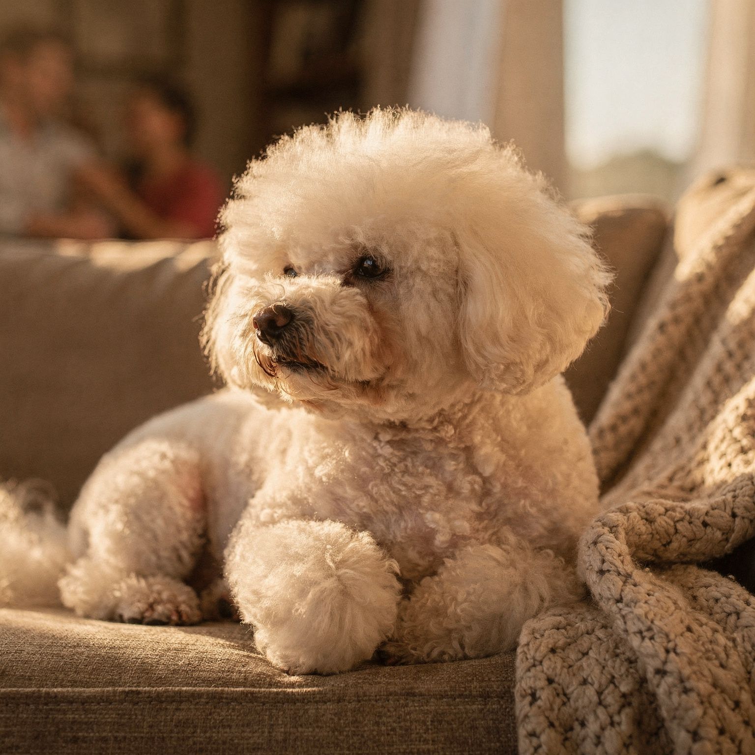 Bichon Frise