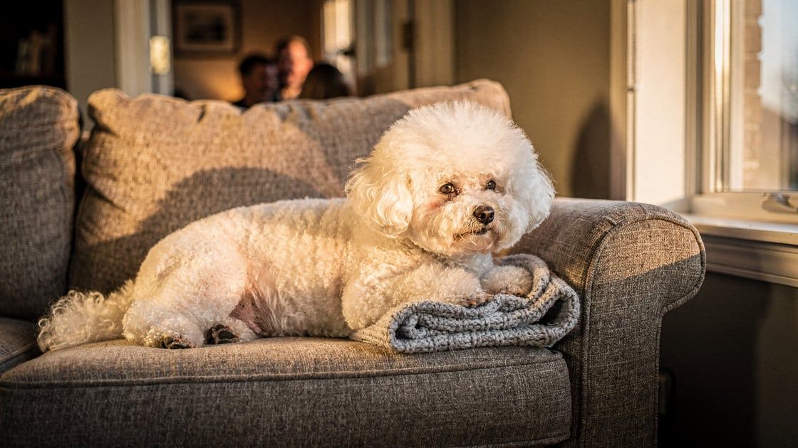 Bichon Frise - vet costs and insurance
