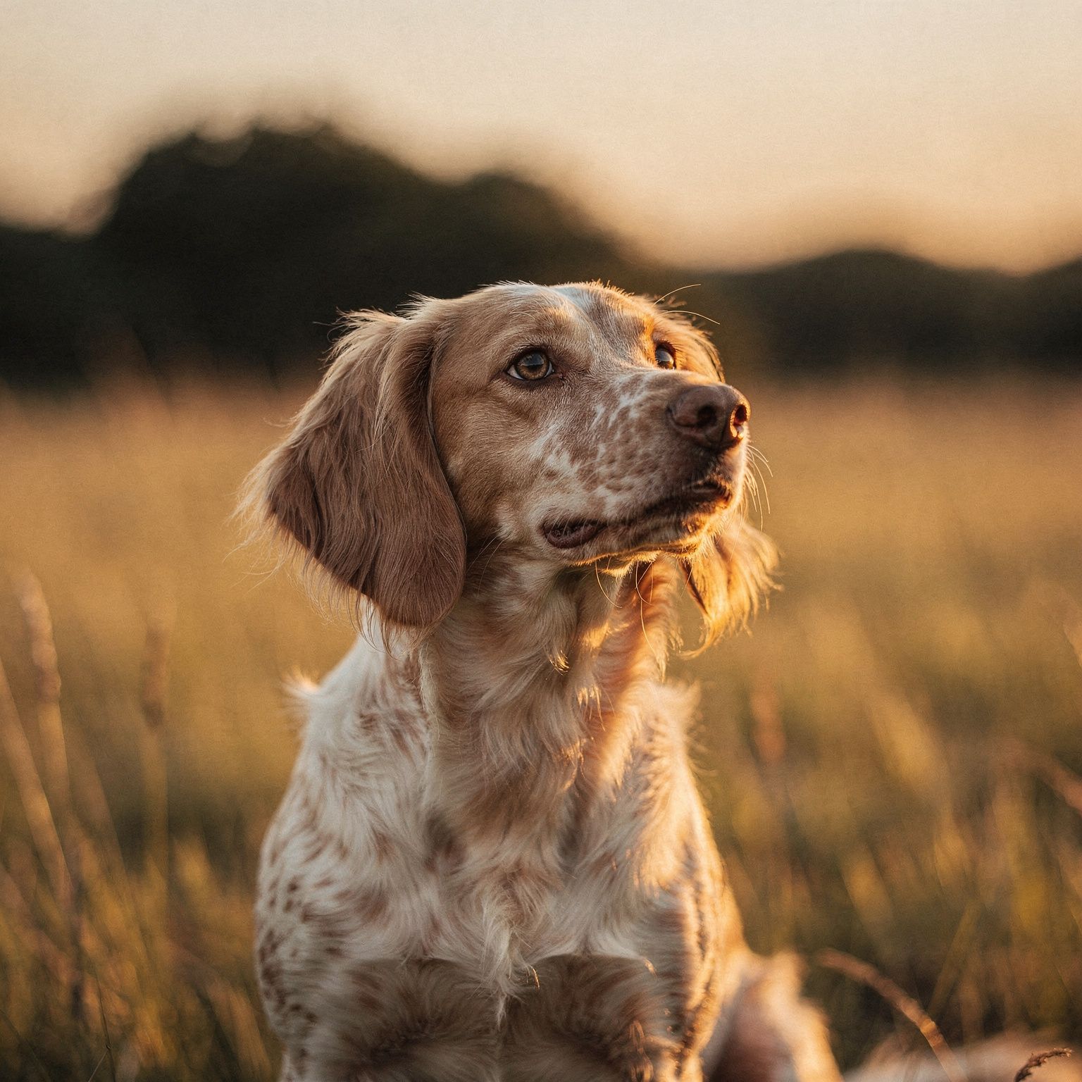 Blond Brittany Hound