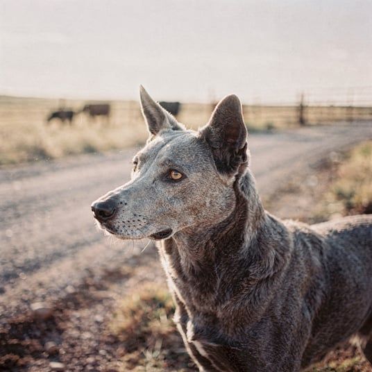 Blue Lacy