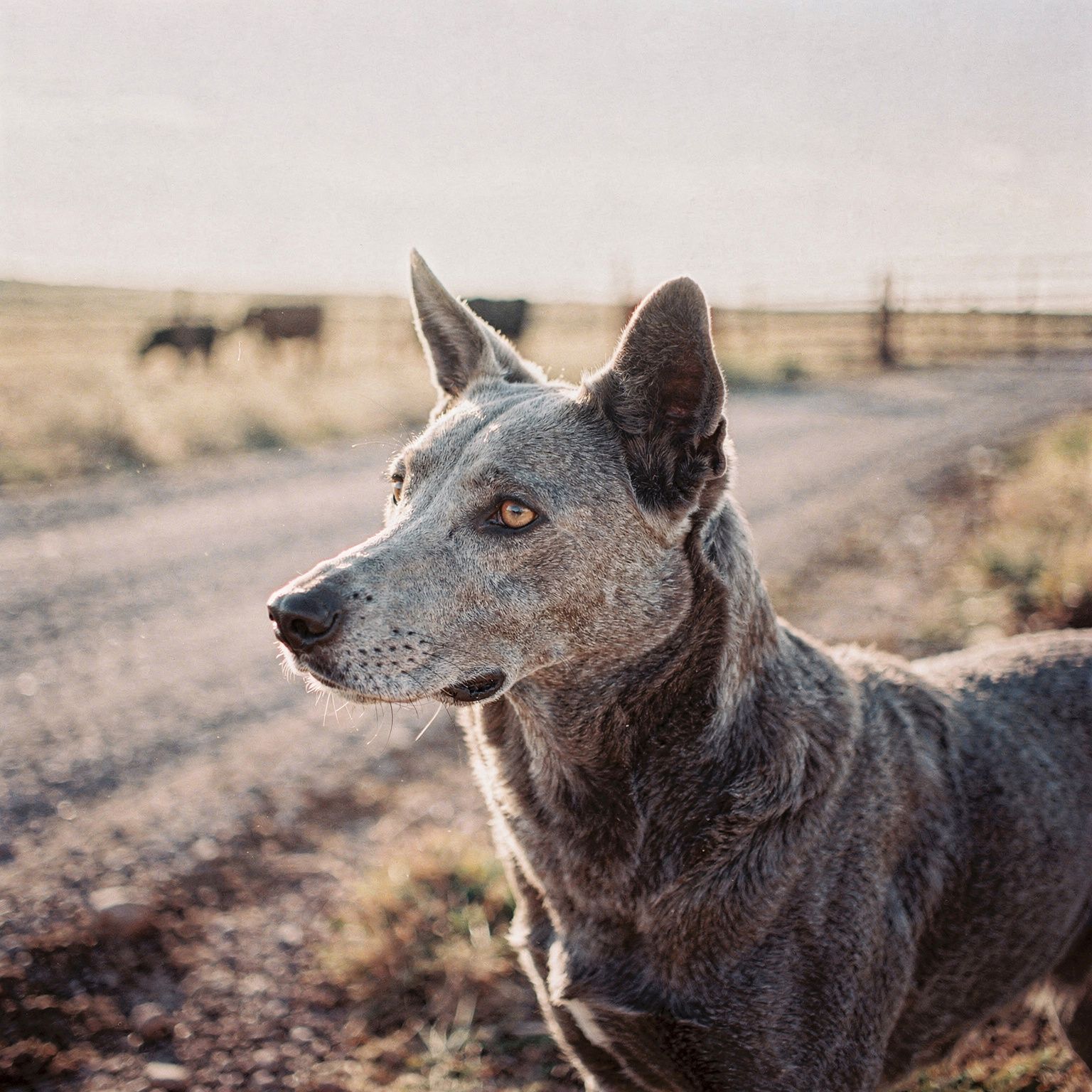 Blue Lacy