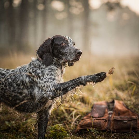 Blue Picardy Long Haired Pointer