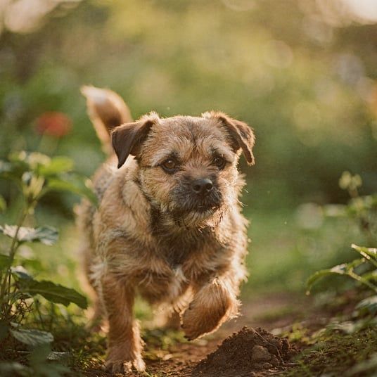 Border Terrier