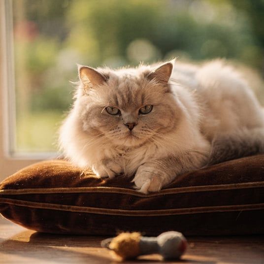British Longhair