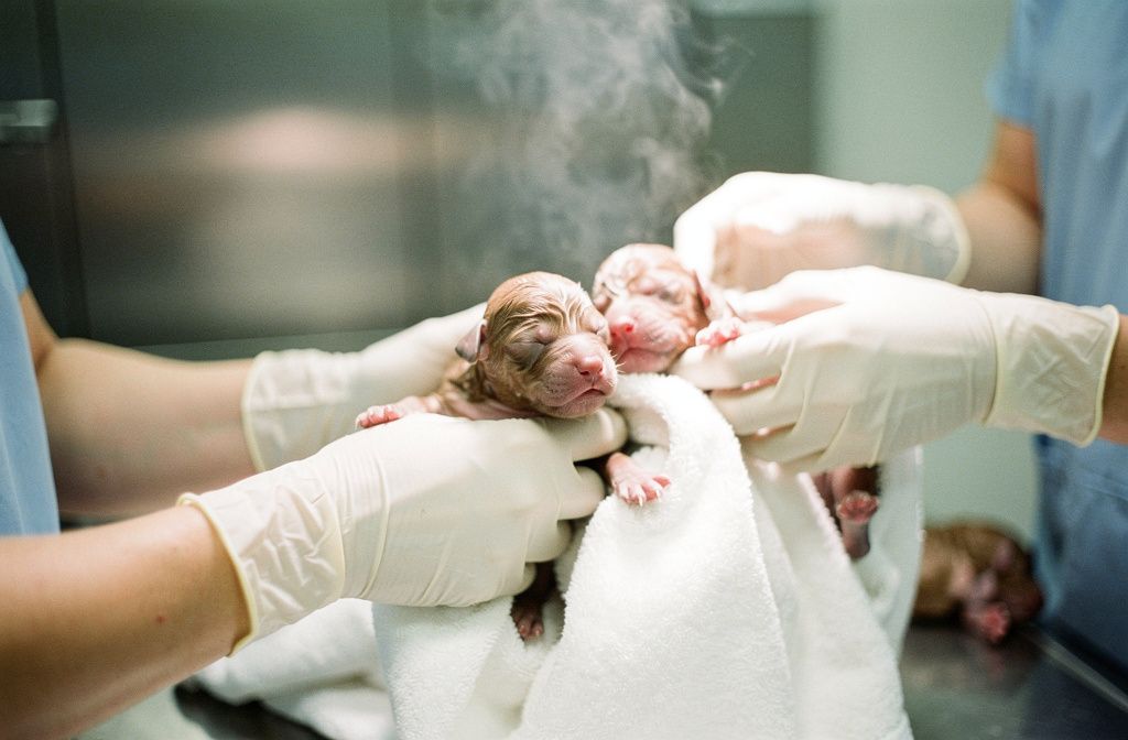 C-Section - vet costs and insurance