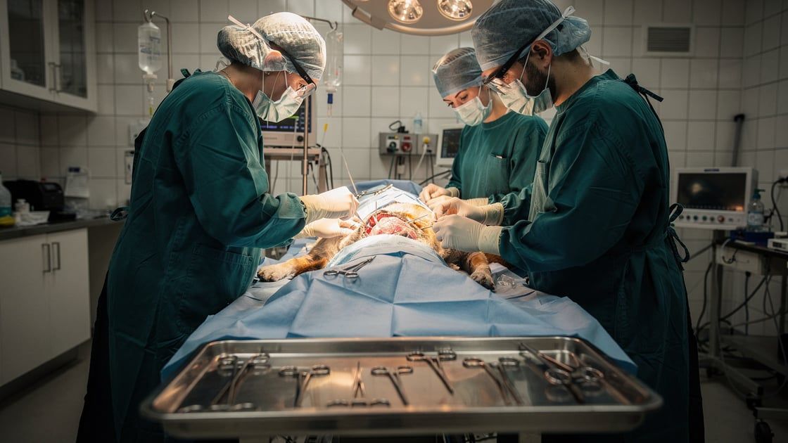 C-Section - vet costs and insurance