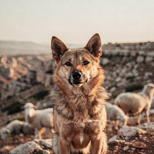 Canaan Dog