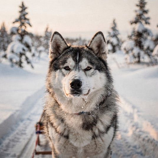Canadian Eskimo Dog