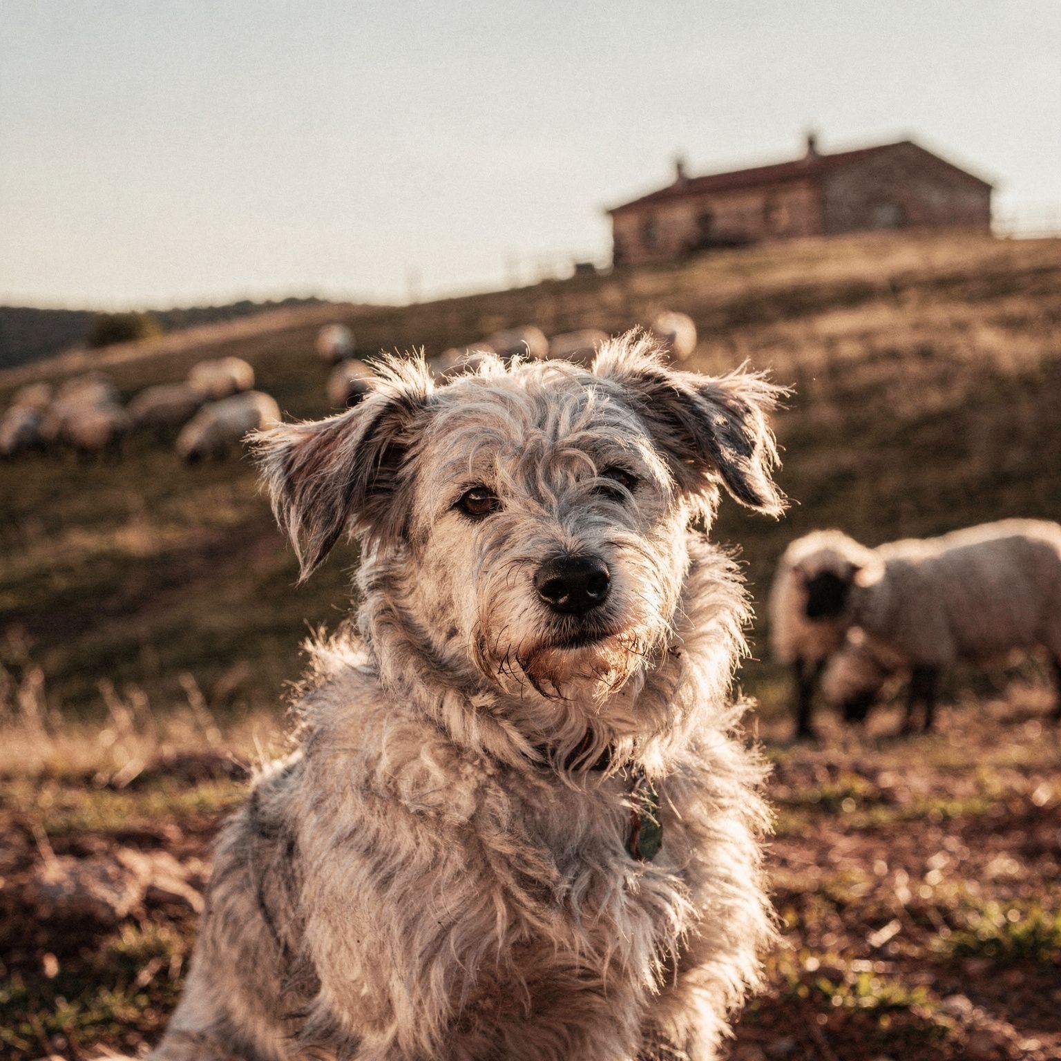 Catalan Sheepdog