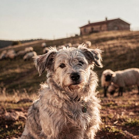 Catalan Sheepdog