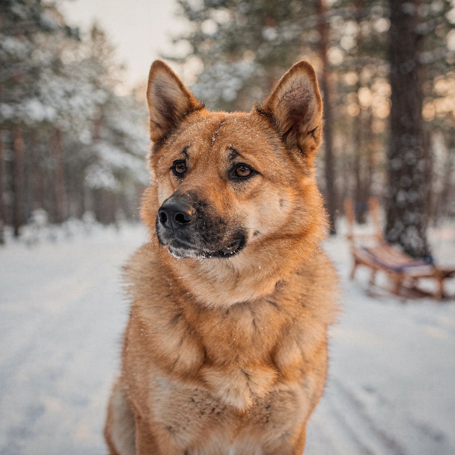 Chinook