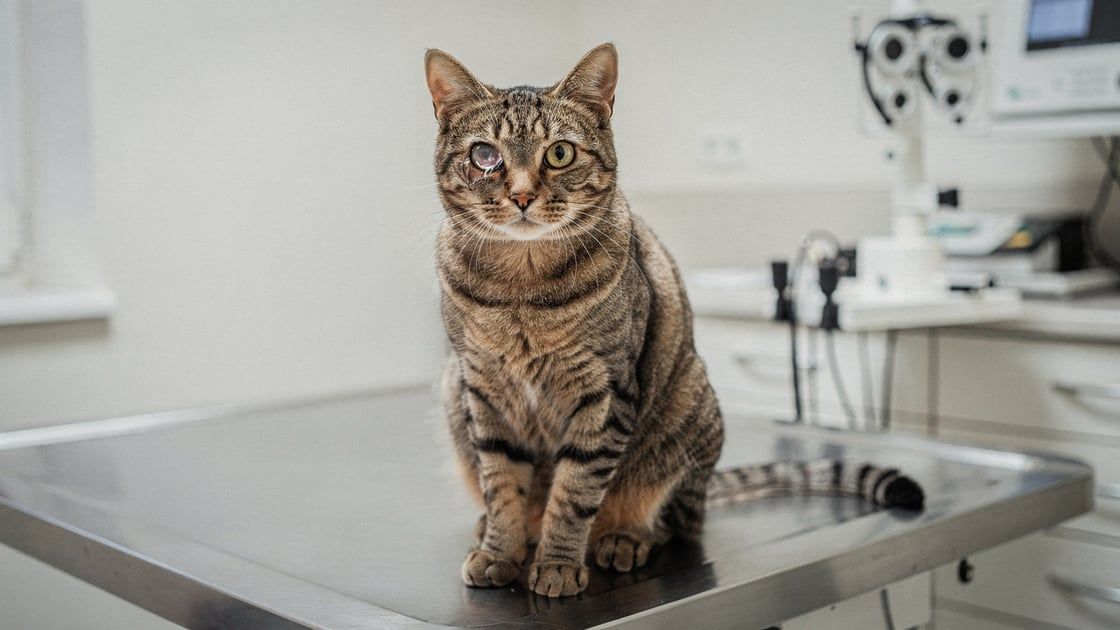Conjunctivitis - vet costs and insurance