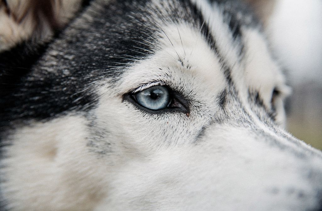 Corneal Dystrophy - vet costs and insurance