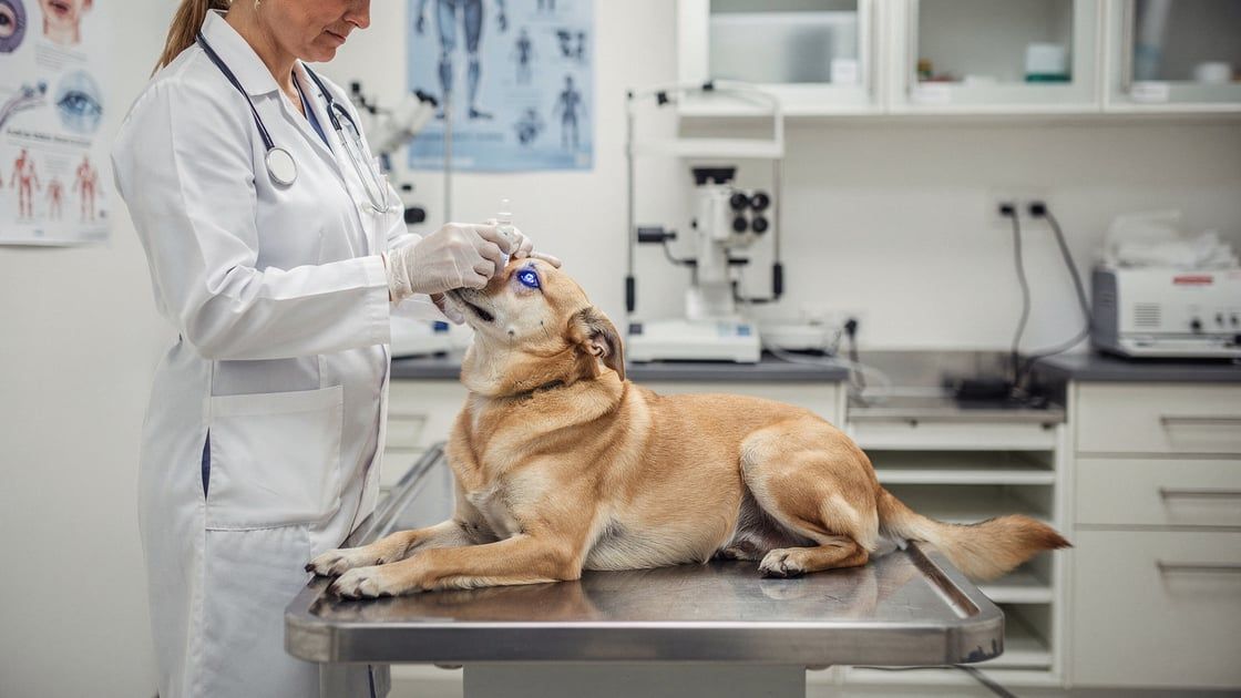 Corneal Ulcers - vet costs and insurance