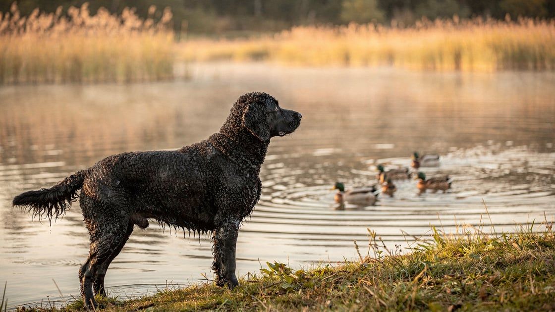 Curly Coated Retriever - vet costs and insurance