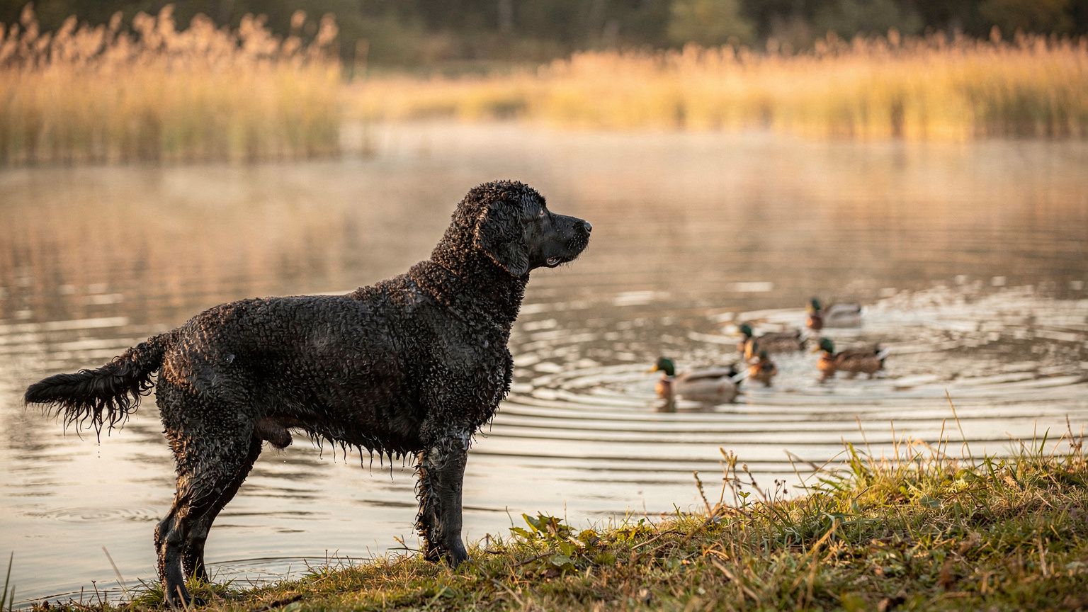 Curly Coated Retriever - vet costs and insurance