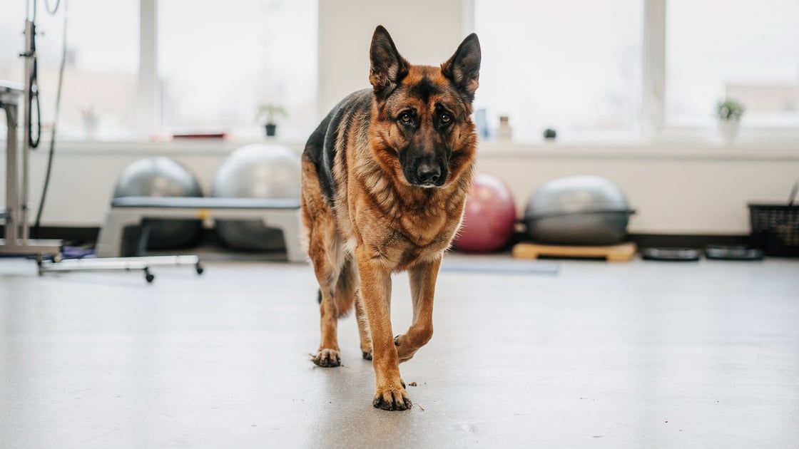 Degenerative Myelopathy - vet costs and insurance