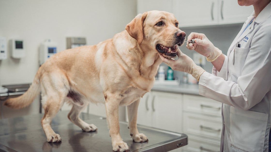 Dental Disease - vet costs and insurance