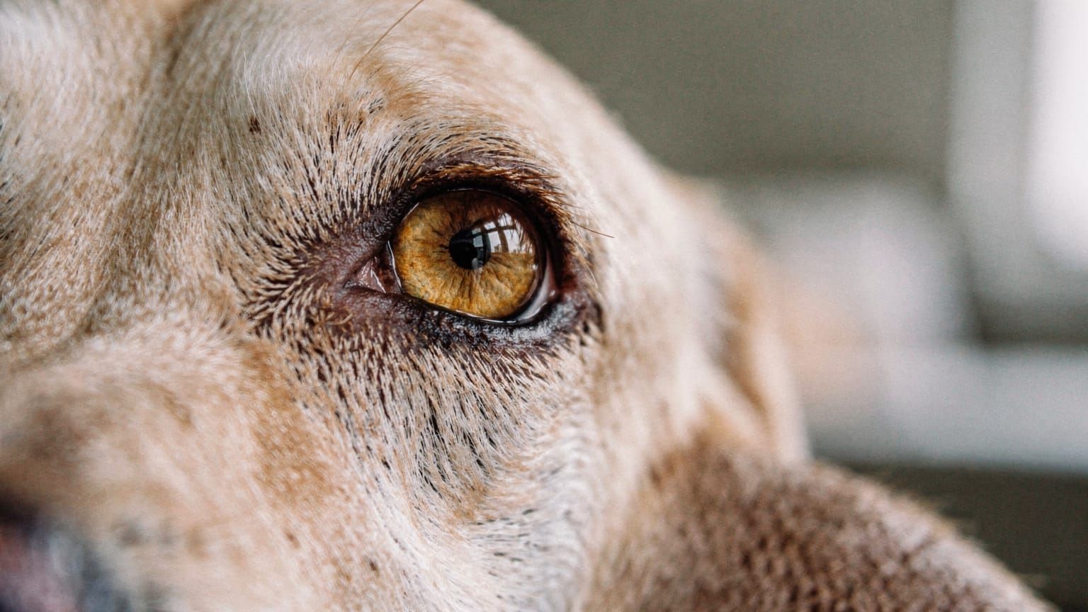 10 Common Dog Eye Problems: Symptoms, Causes, and Treatment Costs