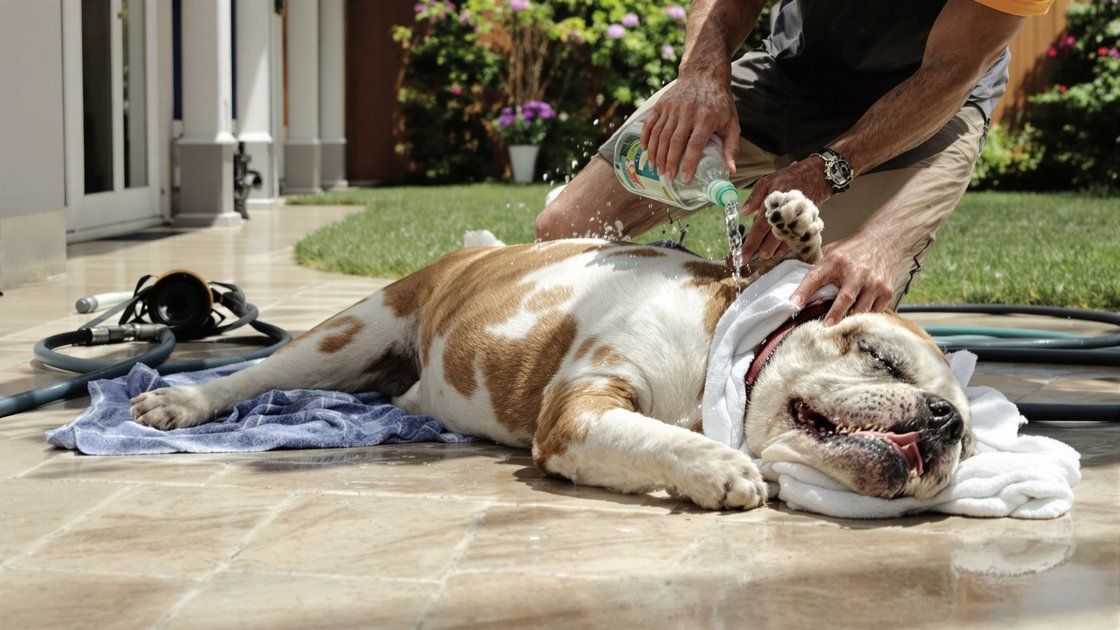 Hitzschlag beim Hund - Französische Bulldogge hechelt an einem heißen Tag stark, ein Warnzeichen