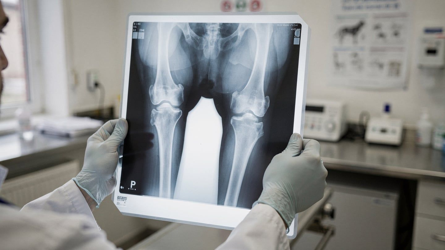 Bilateral exclusion pet insurance - vet examining dog knee X-ray on light box
