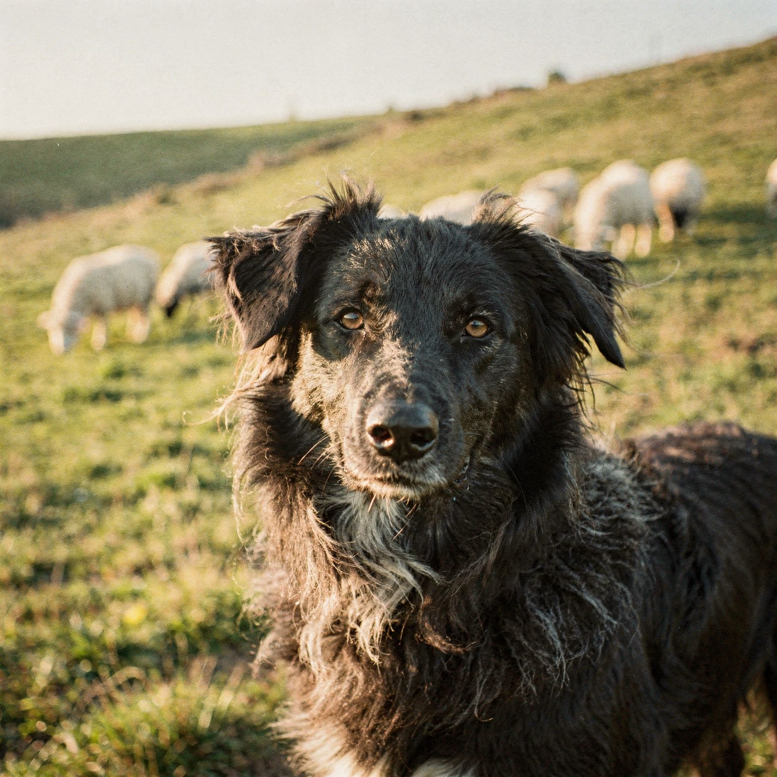 Dutch Sheepdog