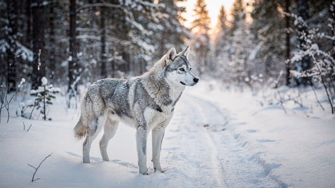 East Siberian Laika - vet costs and insurance