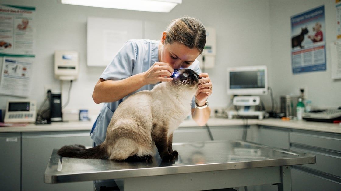 Entropion - vet costs and insurance