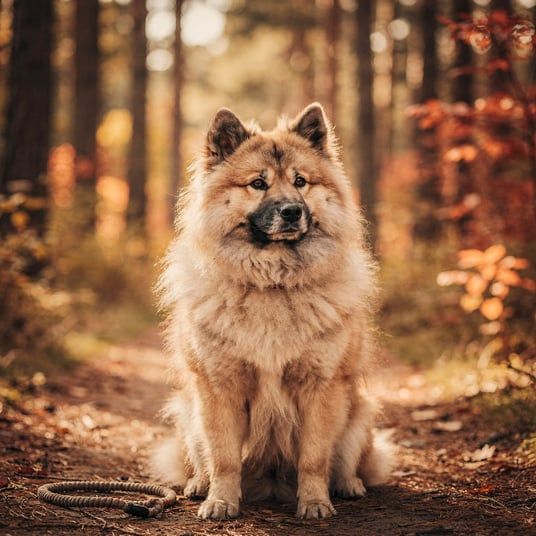 Eurasier