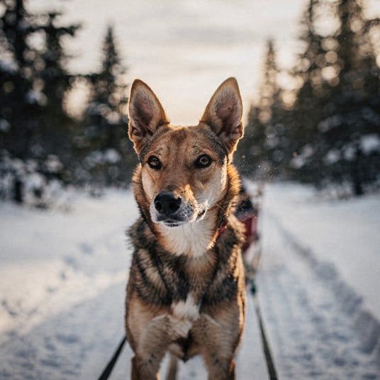 Eurohound