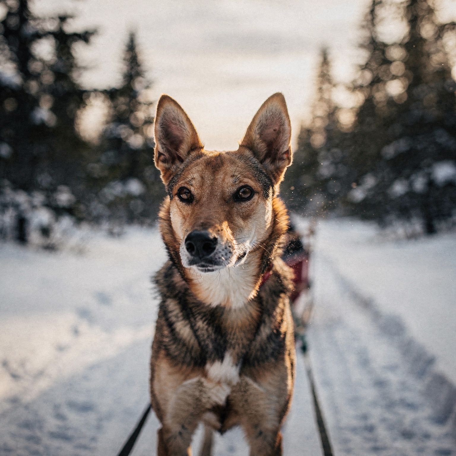 Eurohound