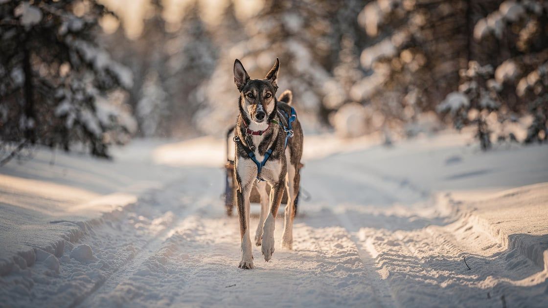 Eurohound - vet costs and insurance