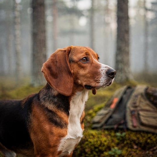 Finnish Hound