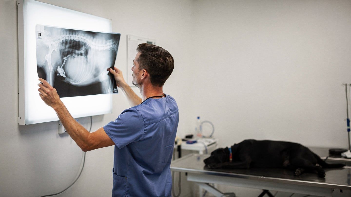 Foreign body - dog X-ray showing object lodged in stomach